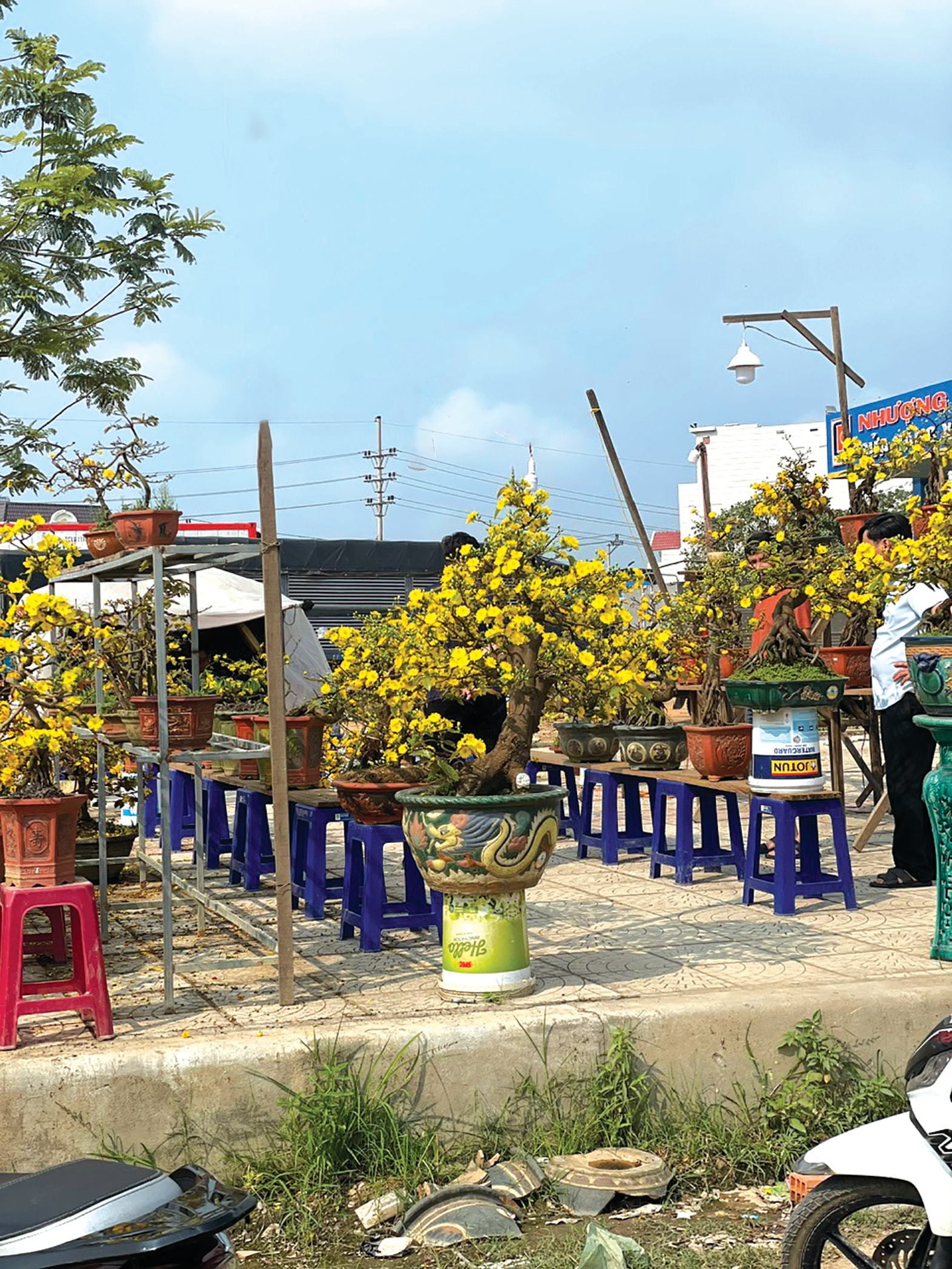 Foto 5 (autor) - Žluté květy meruňky na prodej v An Nhon - Binh Dinh