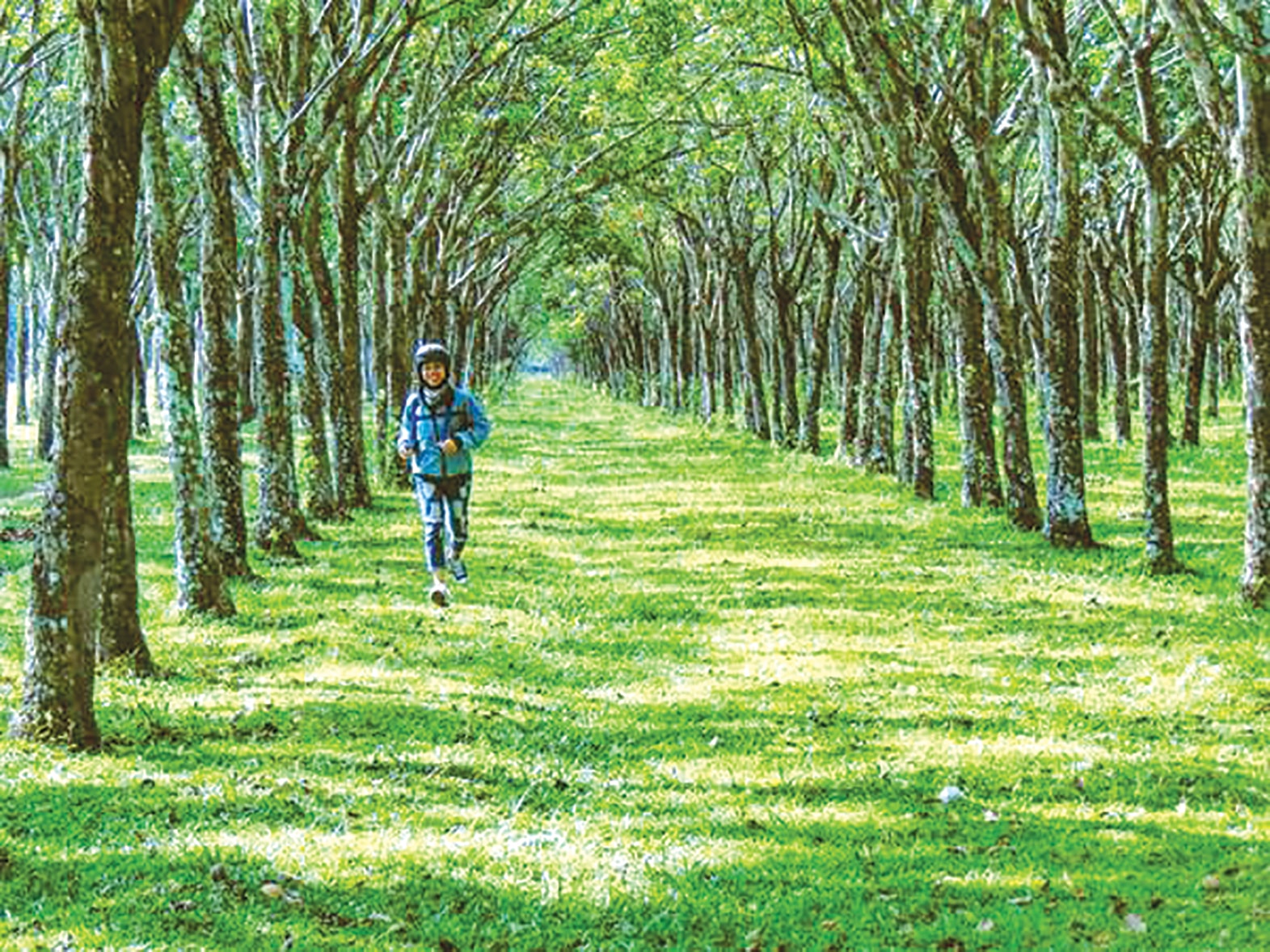 Fotografie 1 (Mong Kha) - Svěží zelené kaučukové plantáže Dong Nai