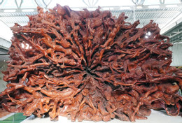 Tra Vinh.jpg