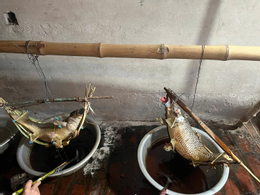 ត្រីគល់រាំងដេកក្នុងអង្រឹង Trong Tung.png