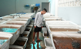 ការចិញ្ចឹមត្រី ២.jpg