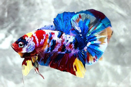 ការចិញ្ចឹមត្រី 45.jpg