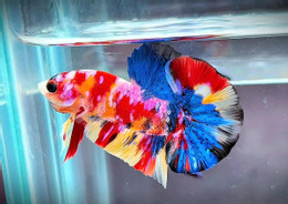 ការចិញ្ចឹមត្រី 3.jpg