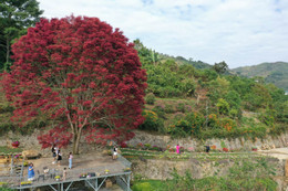 ដើមឈើគឺ 3.JPG