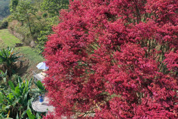 ដើមឈើគឺ do.JPG