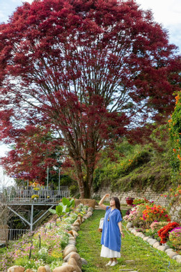 ដើមឈើគឺ 6.JPG