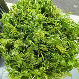 ហុងថា fern.jpg