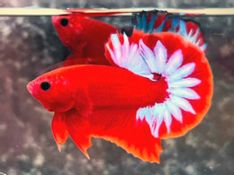 ការចិញ្ចឹមត្រី 54.jpg