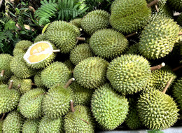 sau rieng.jpg