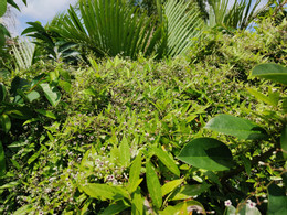 Phạm Kiều Ni.jpg