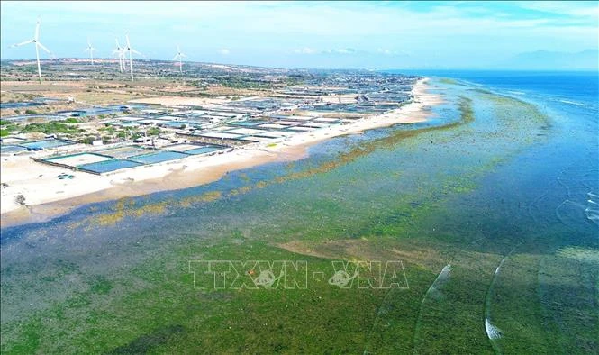 [Photo] The beauty of seaweed fields in Ninh Thuan photo 9