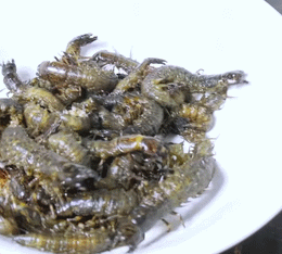 Steinwurm-Geschmack.gif