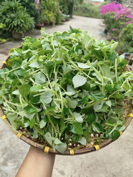 watercress.jpg