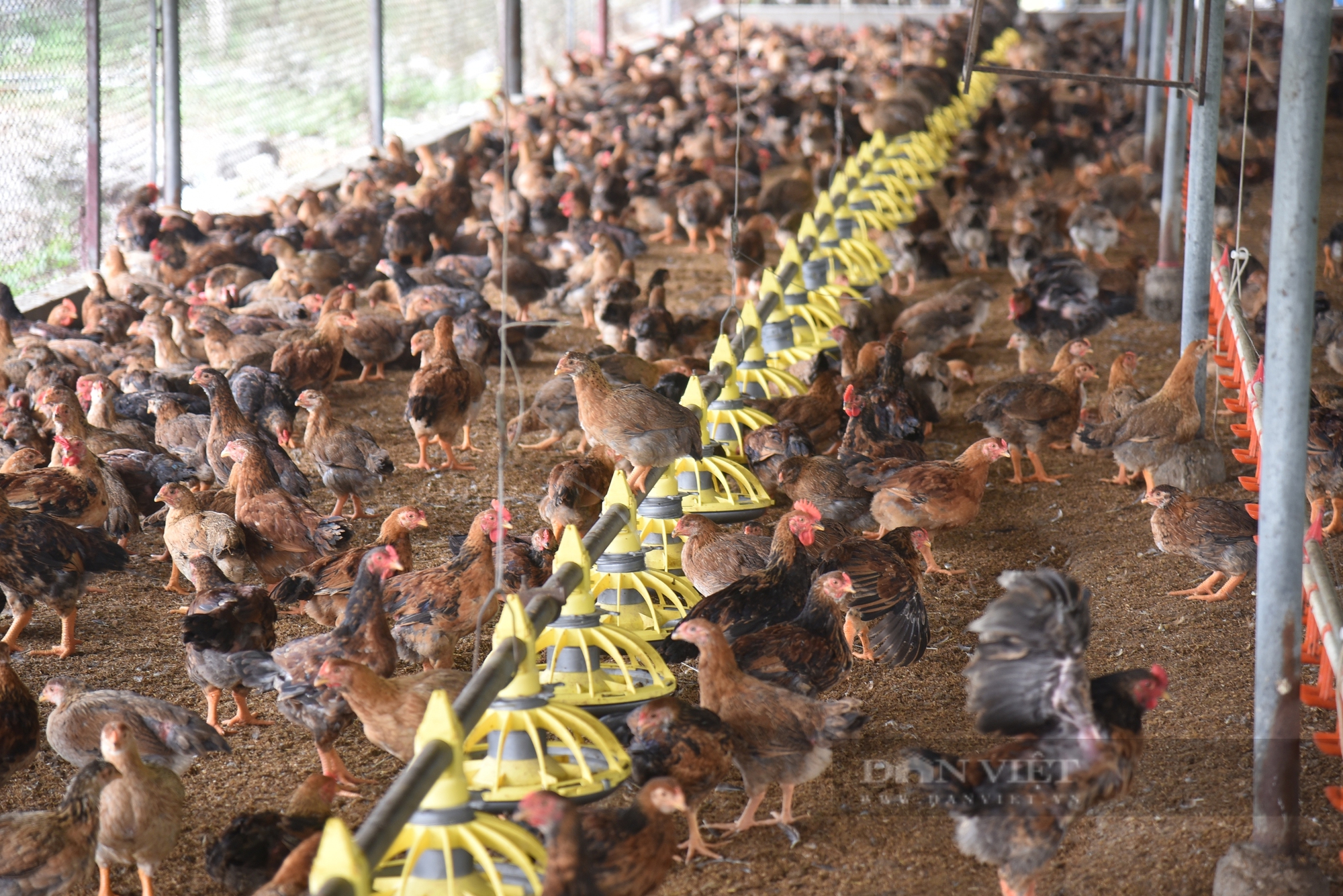 Un viejo agricultor cultiva guayabas VietGAP y cría pollos VietGAP, sin preocuparse por los productos no vendidos - Foto 4.