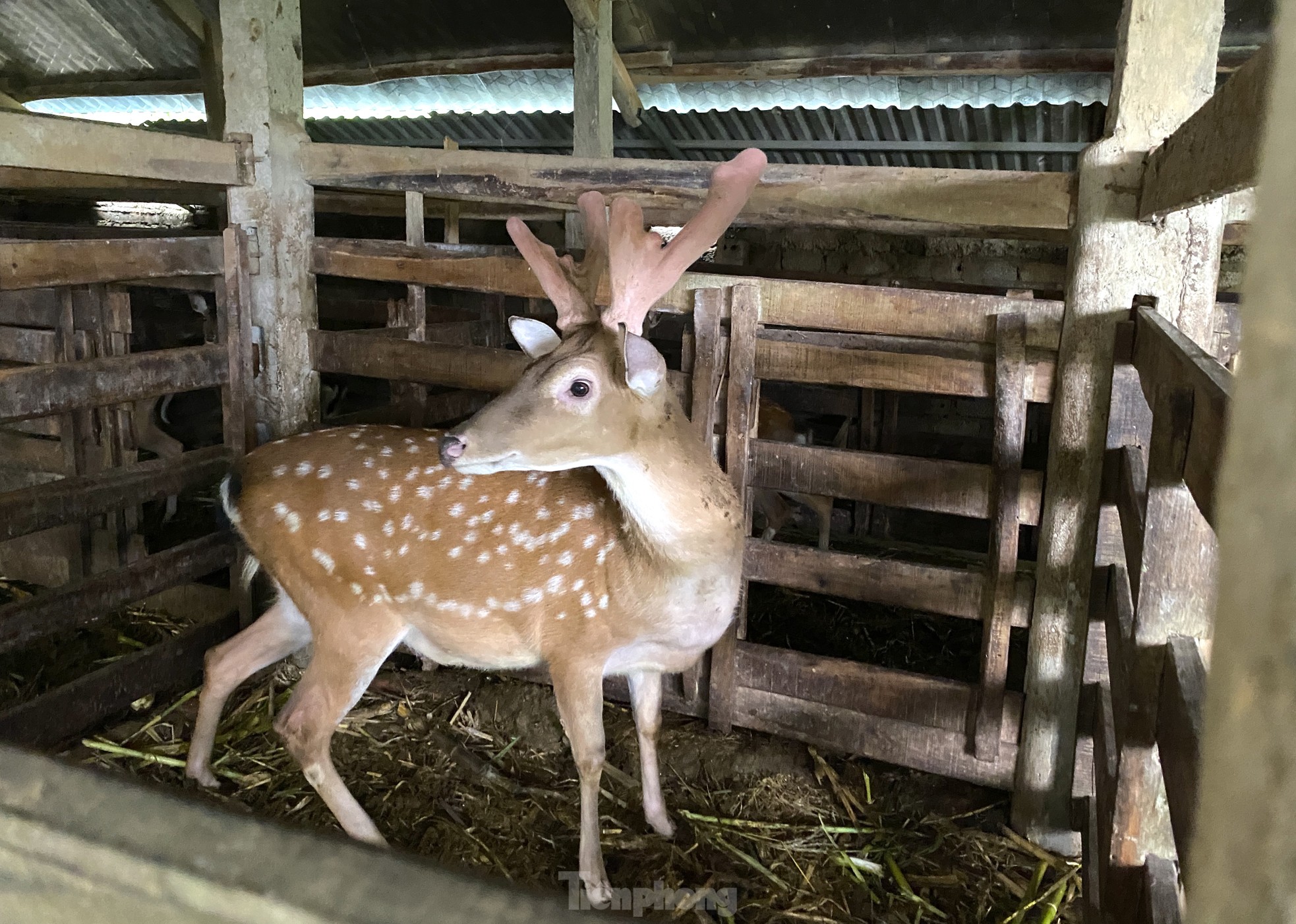 Milliarden verdienen mit dem Beruf der „Wunderkinder“-Erziehung Foto 6